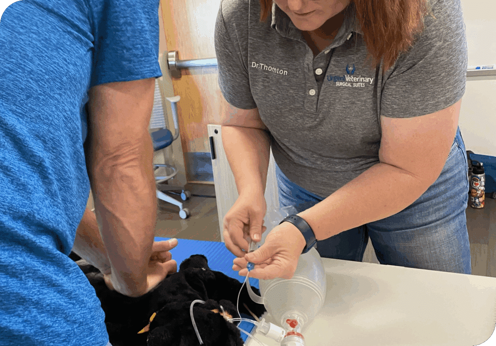 Urgent Veterinary Caring for Animal